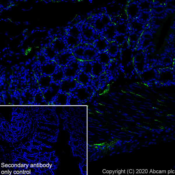 Immunohistochemistry (Frozen sections) - Anti-VIP antibody [EPR23288-43] - BSA and Azide free (AB273589), expandable thumbnail