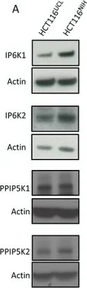 Western blot - Anti-VIP2 antibody (AB154046)