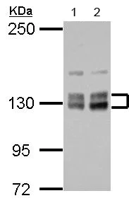 Western blot - Anti-VIP2 antibody (AB154046)