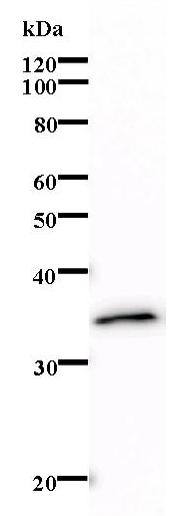 Western blot - Anti-VIP36 antibody [264C4a] (AB67000), expandable thumbnail