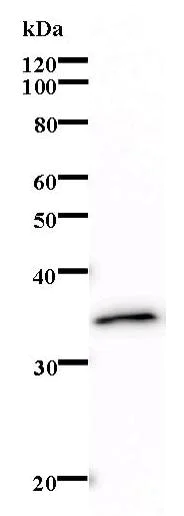 Western blot - Anti-VIP36 antibody [264C4a] (AB67000)