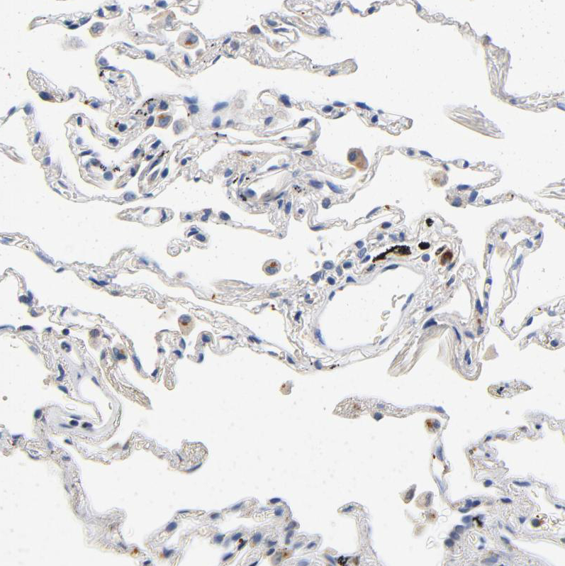 Immunohistochemistry (Formalin/PFA-fixed paraffin-embedded sections) - Anti-VIP36 antibody (AB224227)