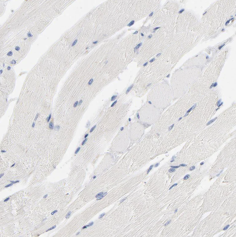 Immunohistochemistry (Formalin/PFA-fixed paraffin-embedded sections) - Anti-VIP36 antibody (AB224227)