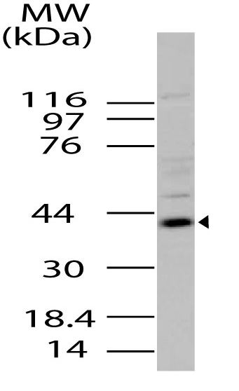 Western blot - Anti-Viperin antibody (AB208286)