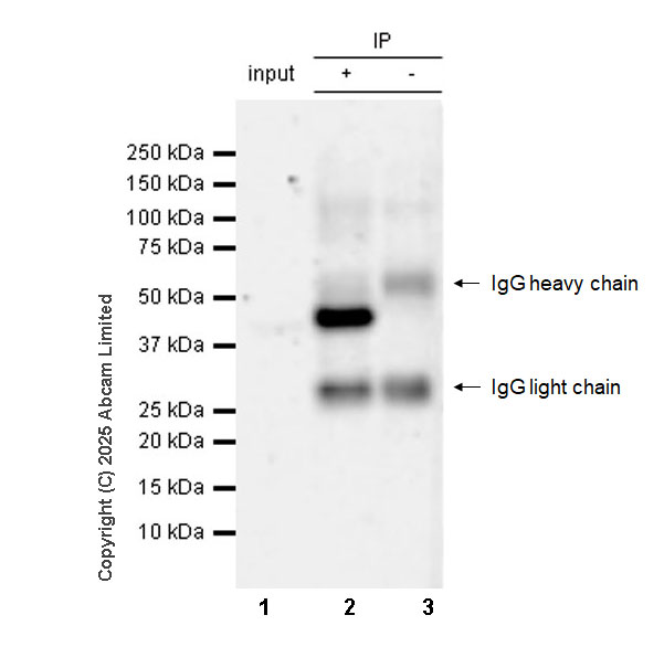 Immunoprecipitation - Anti-Viperin antibody [MaP.VIP] (AB107359)