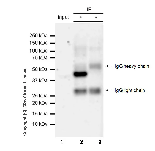 Immunoprecipitation - Anti-Viperin antibody [MaP.VIP] - BSA and Azide free (AB326612)