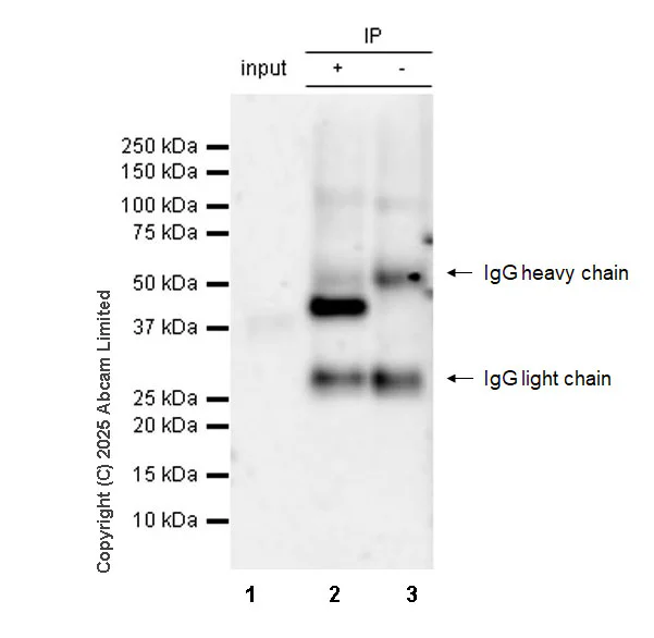 Immunoprecipitation - Anti-Viperin antibody [MaP.VIP] - BSA and Azide free (AB326612)