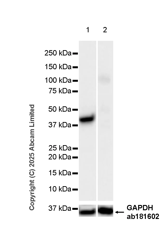 Western blot - Anti-Viperin antibody [MaP.VIP] - BSA and Azide free (AB326612)