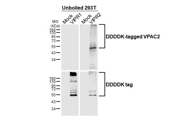 Western blot - Anti-VIPR2 antibody [HL3625] - BSA and Azide free (AB325876)