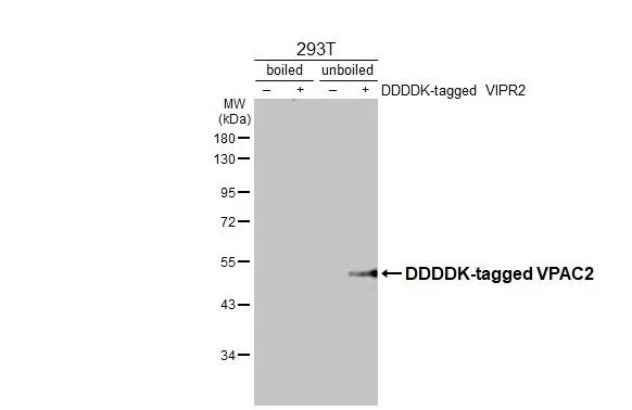 Western blot - Anti-VIPR2 antibody [HL3625] - BSA and Azide free (AB325876)