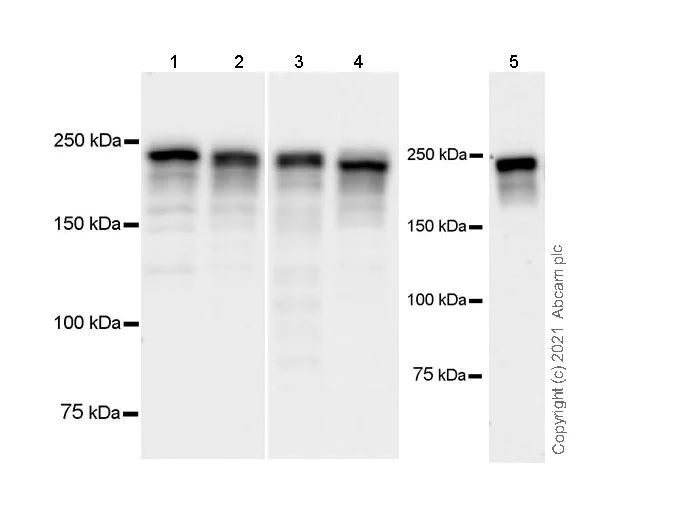 Western blot - Anti-VIRMA/KIAA1429 antibody [EPR24279-23] - BSA and Azide free (AB289728)