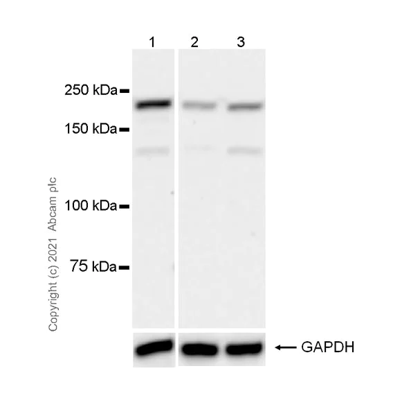 Western blot - Anti-VIRMA/KIAA1429 antibody [EPR24279-23] - BSA and Azide free (AB289728)
