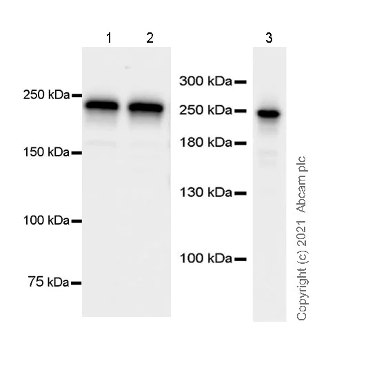 Western blot - Anti-VIRMA/KIAA1429 antibody [EPR24279-23] - BSA and Azide free (AB289728)