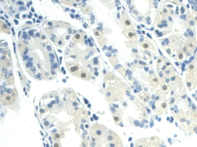 Immunohistochemistry (Formalin/PFA-fixed paraffin-embedded sections) - Anti-Visfatin antibody (AB233294)