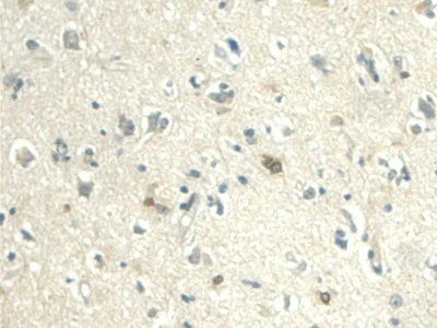 Immunohistochemistry (Formalin/PFA-fixed paraffin-embedded sections) - Anti-Visfatin antibody (AB233294)