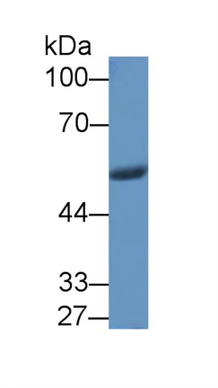 Western blot - Anti-Visfatin antibody (AB233294)