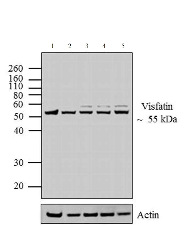 Western blot - Anti-Visfatin antibody (AB24149)