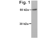 Western blot - Anti-Visfatin antibody (AB24149)