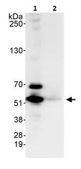 Immunoprecipitation - Anti-Visfatin antibody (AB264146)