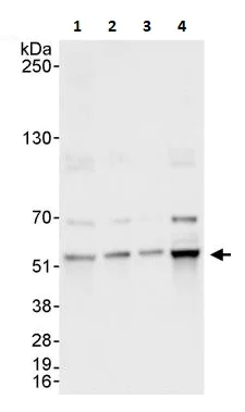 Western blot - Anti-Visfatin antibody (AB264146)