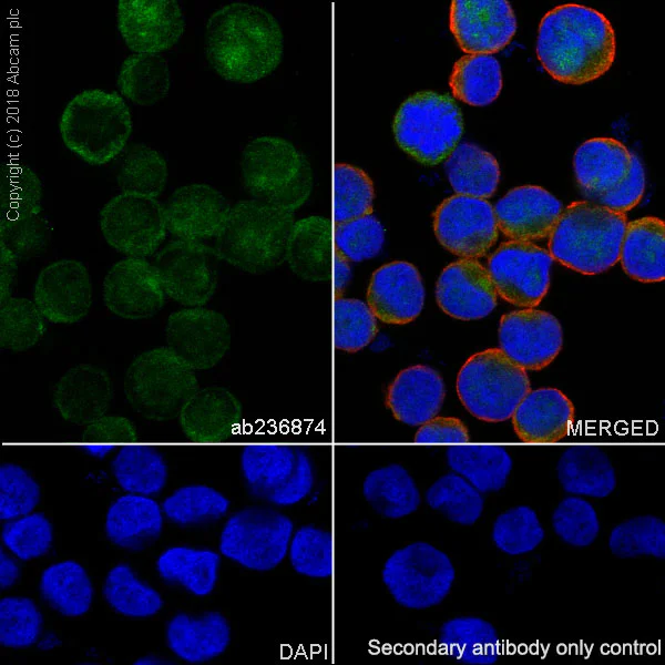 Immunocytochemistry/ Immunofluorescence - Anti-Visfatin antibody [EPR21980] - BSA and Azide free (AB240589)