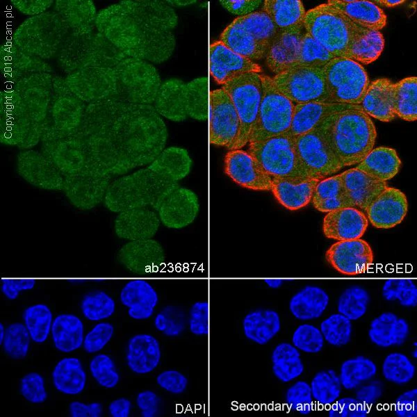 Immunocytochemistry/ Immunofluorescence - Anti-Visfatin antibody [EPR21980] - BSA and Azide free (AB240589)