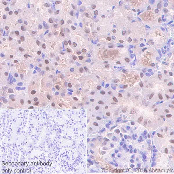 Immunohistochemistry (Formalin/PFA-fixed paraffin-embedded sections) - Anti-Visfatin antibody [EPR21980] - BSA and Azide free (AB240589)