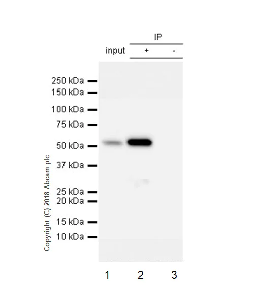 Immunoprecipitation - Anti-Visfatin antibody [EPR21980] - BSA and Azide free (AB240589)