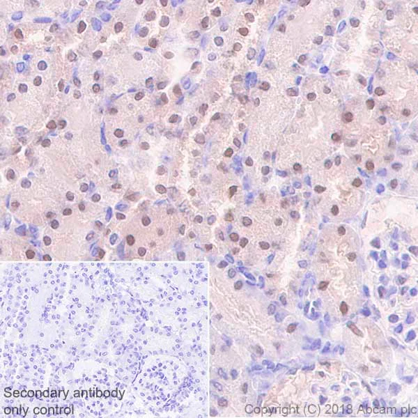 Immunohistochemistry (Formalin/PFA-fixed paraffin-embedded sections) - Anti-Visfatin antibody [EPR21984] - BSA and Azide free (AB240560)