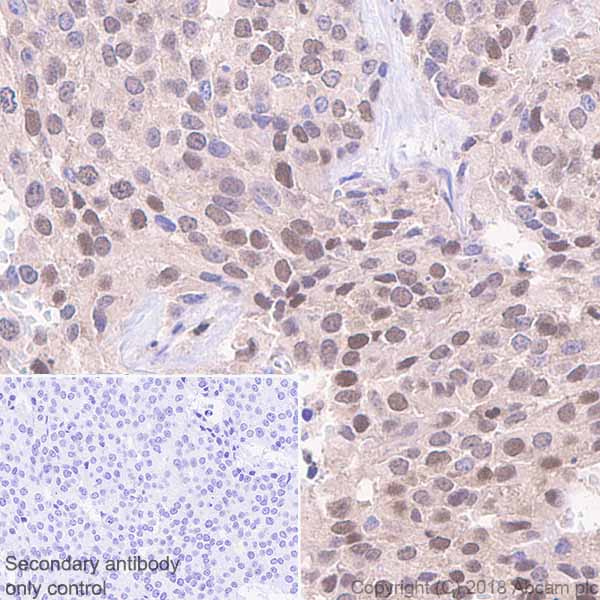 Immunohistochemistry (Formalin/PFA-fixed paraffin-embedded sections) - Anti-Visfatin antibody [EPR21984] - BSA and Azide free (AB240560)