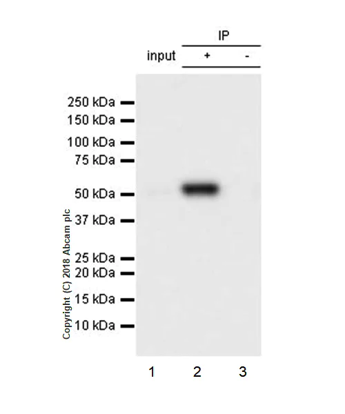 Immunoprecipitation - Anti-Visfatin antibody [EPR21984] - BSA and Azide free (AB240560)