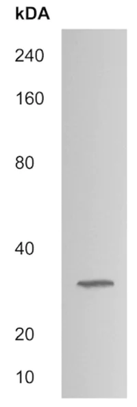 Western blot - Anti-VISTA antibody (AB214933)