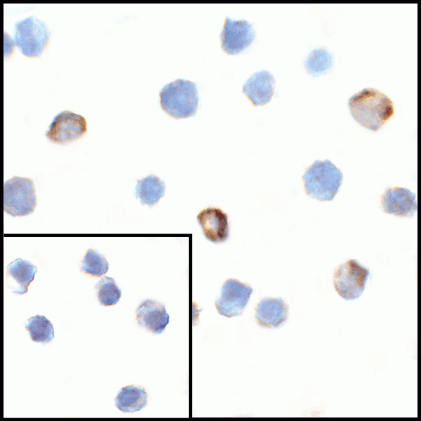 Immunocytochemistry - Anti-VISTA antibody (AB254581)