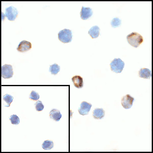 Immunocytochemistry - Anti-VISTA antibody (AB254581)