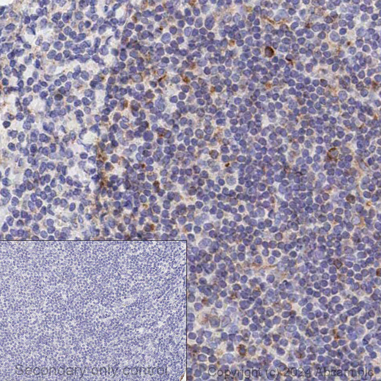 Immunohistochemistry (Formalin/PFA-fixed paraffin-embedded sections) - Anti-VISTA antibody [EPR21050] (AB230950)