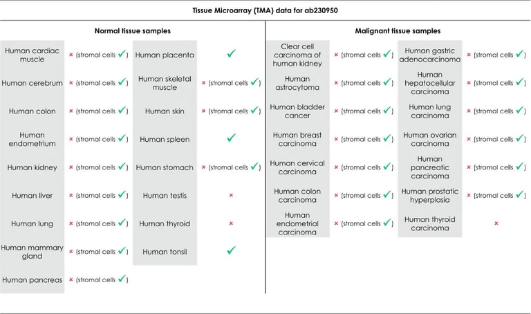 Immunohistochemistry (Formalin/PFA-fixed paraffin-embedded sections) - Anti-VISTA antibody [EPR21050] - BSA and Azide free (AB238886)