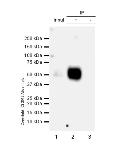 Immunoprecipitation - Anti-VISTA antibody [EPR21050] - BSA and Azide free (AB238886)