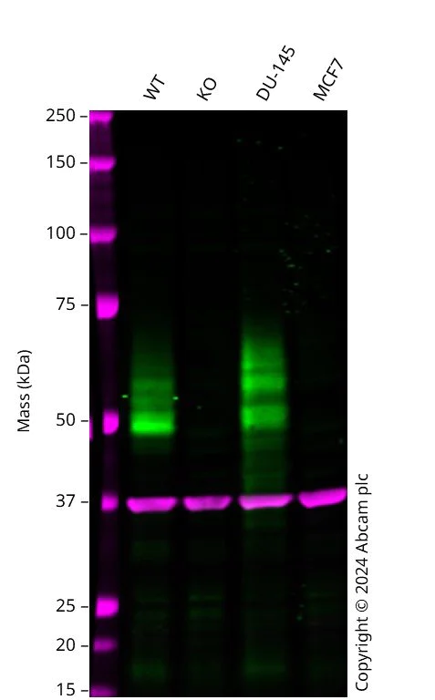 Western blot - Anti-VISTA antibody [EPR21050] - BSA and Azide free (AB238886)