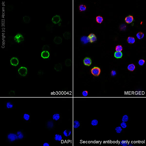 Immunocytochemistry - Anti-VISTA antibody [EPR25068-124] (AB300042)