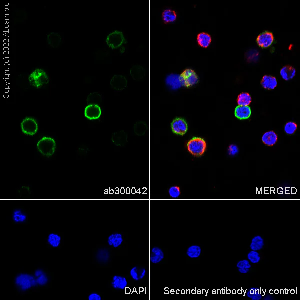 Immunocytochemistry/ Immunofluorescence - Anti-VISTA antibody [EPR25068-124] (AB300042)