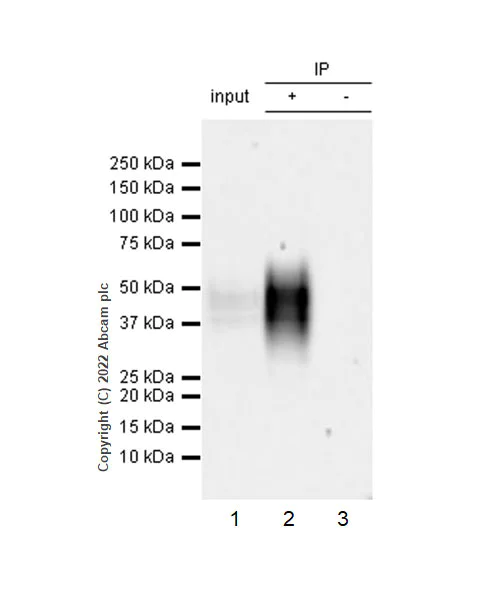 Immunoprecipitation - Anti-VISTA antibody [EPR25068-124] (AB300042)