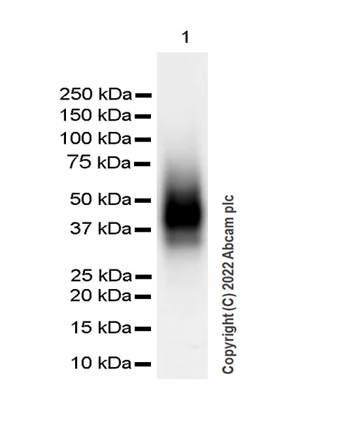 Western blot - Anti-VISTA antibody [EPR25068-124] (AB300042)