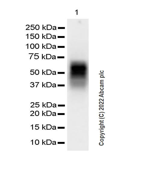 Western blot - Anti-VISTA antibody [EPR25068-124] (AB300042)