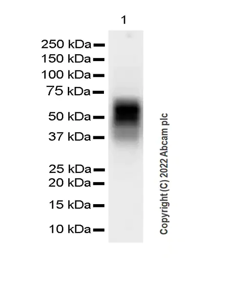 Western blot - Anti-VISTA antibody [EPR25068-124] (AB300042)