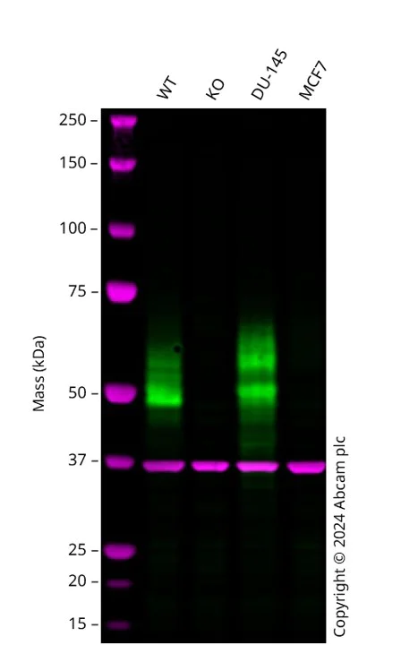 Western blot - Anti-VISTA antibody [EPR25068-124] (AB300042)