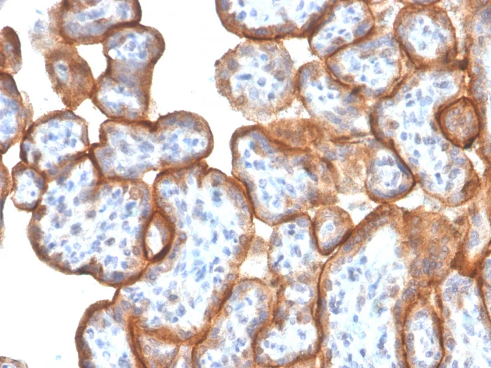 Immunohistochemistry (Formalin/PFA-fixed paraffin-embedded sections) - Anti-VISTA antibody [VISTA/3006] - BSA and Azide free (AB259785)