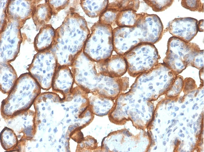 Immunohistochemistry (Formalin/PFA-fixed paraffin-embedded sections) - Anti-VISTA antibody [VISTA/3007] - BSA and Azide free (AB259375)