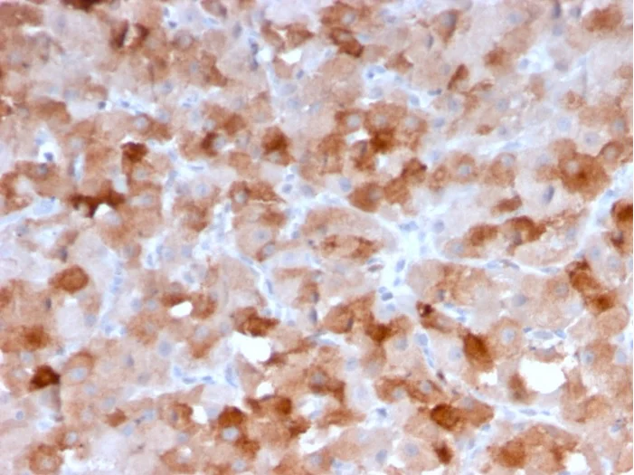 Immunohistochemistry (Formalin/PFA-fixed paraffin-embedded sections) - Anti-VISTA antibody [VISTA/3007] - BSA and Azide free (AB259375)