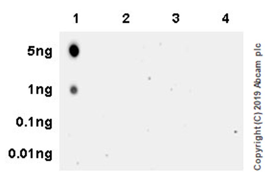 Dot Blot - Anti-Vitamin B2 antibody [EPR20853-141] (AB218125), expandable thumbnail