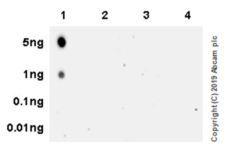 Dot Blot - Anti-Vitamin B2 antibody [EPR20853-141] - BSA and Azide free (AB254211)